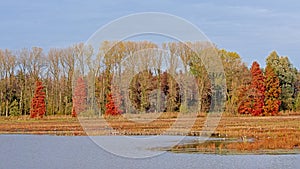 Marshland with colorful autumn trees in in Bourgoyen nature reserve.