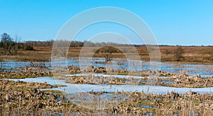 Marshland in early spring, the frozen marsh, the ice in the swamp in the spring