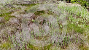 Marshland Fly Over