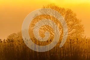 Marshland in the fog at sunrise