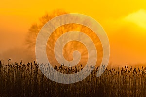 Marshland in the fog at sunrise