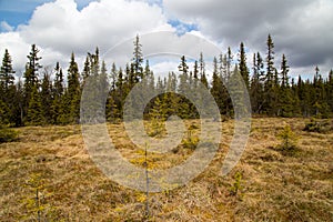 Marshland in Funasdalen Harjedalen Sweden