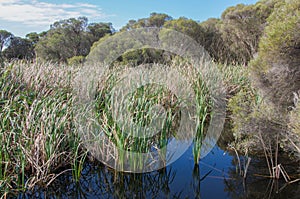 Marshland at Herdsman Lake photo