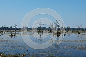 Marshland in the jungle of south-east Asia. Gloomy landscape. Dead trees