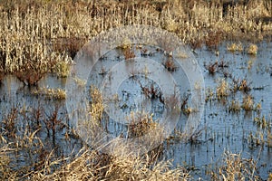 Marshland with a Layer of Ice