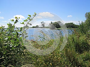 Marshland pond on balmy late June day