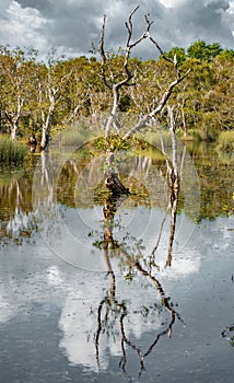 Marshland at Rayong Botanical .