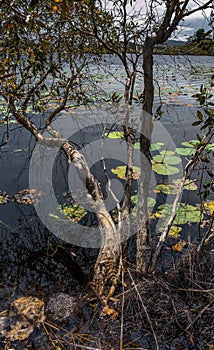 Marshland at Rayong Botanical Garden.