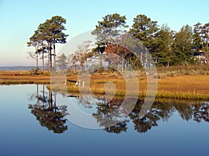 Marshland Reflection photo