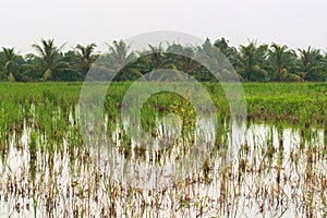 Marshland on a rural area of Vietnam, flooded with the waters of Mekong River.