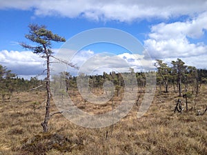 Marshland in Sweden