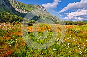 Marshland in Tomanovo sedlo saddle in West Tatras mountains