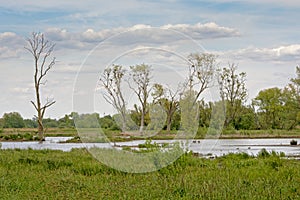 Marshland with trees in Bourgoyen nature reserve, Ghent