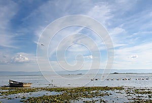 Marshland and white pelicans