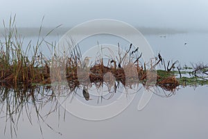 Marshlands on foggy morning