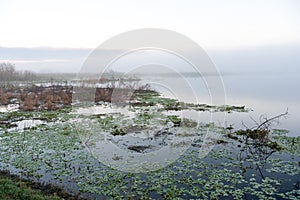 Marshlands on foggy morning