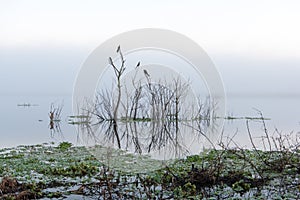 Marshlands on foggy morning photo