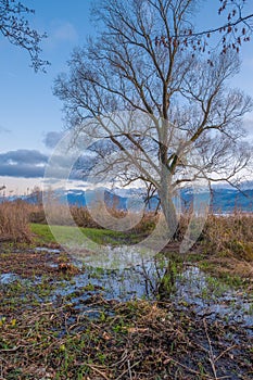 Marshlands on the shores of the Upper Zurich lake Obersee, Rapperswil-Jona, Sankt Gallen, Switzerland