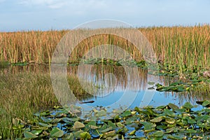 Marshlands on a sunny morning