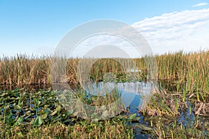 Marshlands on a sunny morning