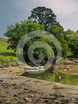 Marshlands and swamps in the Urdaibai Biosphere Reserve in the Basque Country