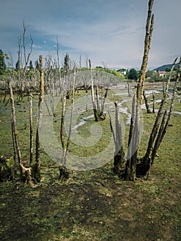 Marshlands and swamps in the Urdaibai Biosphere Reserve in the Basque Country