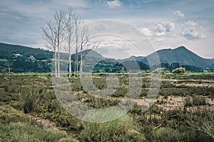Marshlands and swamps in the Urdaibai Biosphere Reserve in the Basque Country