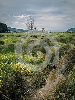 Marshlands and swamps in the Urdaibai Biosphere Reserve in the Basque Country