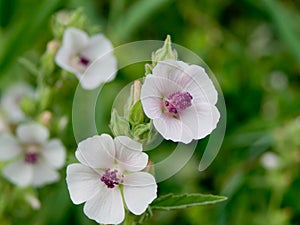 Marshmallow (Althaea officinalis).