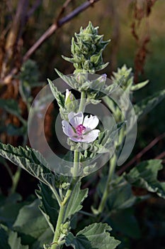 Marshmallow (Althaea officinalis).