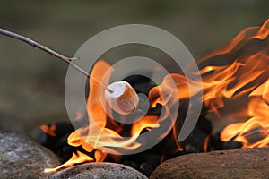 Marshmallow feast