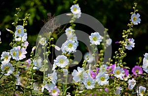 Marshmallow flower (Althaea officinalis)