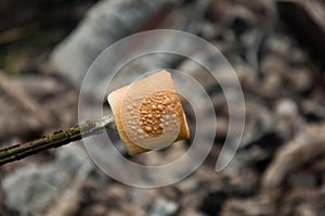 Marshmallow fried on a fire. On a stick. In the summer on vacation.