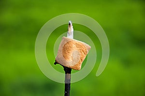 Marshmallow fried on a fire. On a stick. In the summer on vacation.