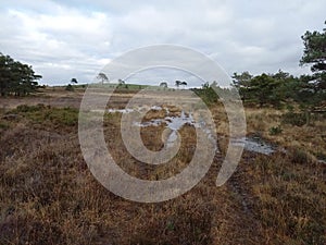 Marshy Area on Canford Heath Nature Reserve with Vehicle Tracks
