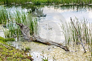 Marshy area in Danube Delta