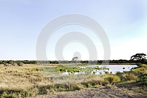 Marshy area and water hole in the grassland of Ol Pejeta Conservancy, Kenya