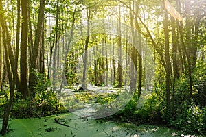 Marshy forest, sunbeams through the trees. Mystical, fantasy atmosphere