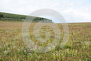 Marshy grassland photo