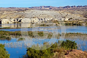 Marshy lake and pelicans at Lake Mead National Recreation Area in southern Nevada