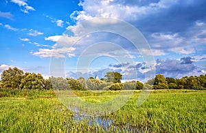 Marshy meadow with clouds in the background