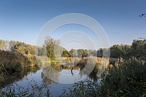 Marshy nature area in the Netherlands on a bright day in the winter season