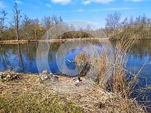 A marshy reserve in winter