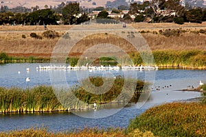 Marshy salt ponds in Coyote Hills Regional Park, Fremont, California