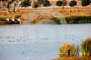 Marshy salt ponds in Coyote Hills Regional Park, Fremont, California