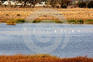 Marshy salt ponds in Coyote Hills Regional Park, Fremont, California photo