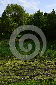 Marshy wetland landscape with willows, cane and other water plants during spring season in central Europe