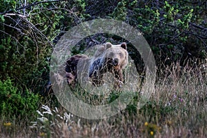 Marsican bear with cubs