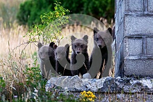 Marsican bear cubs in the wild