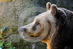 Marsican Brown Bear profile head